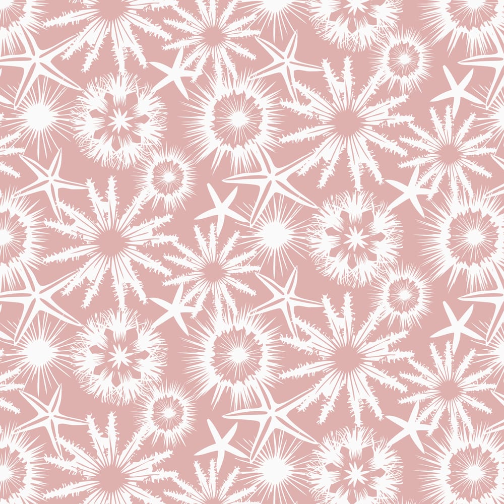 White starfish, sand dollars and sea urchins on a blush background